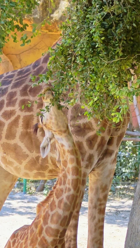 Giraffes enjoy bundle of fresh green leaves at a wildlife park. Stock Footage 340329582