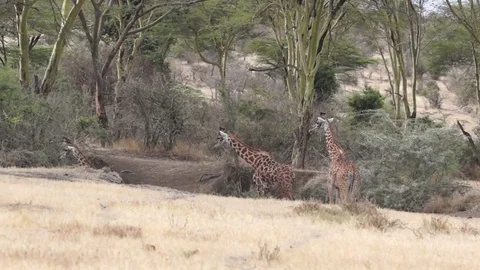 Giraffes Enter Ditch Video stock 71155645