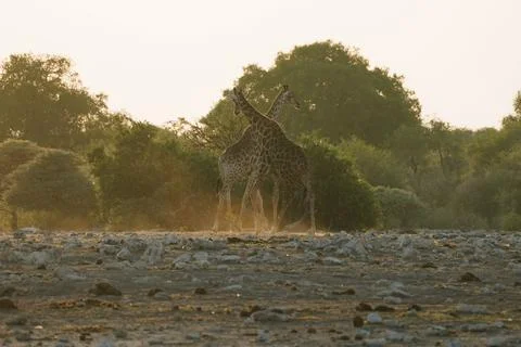 Giraffes in Etosha, Namibia Stock Photos