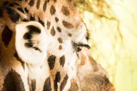 Giraffe's eye, closeup Stock Photos