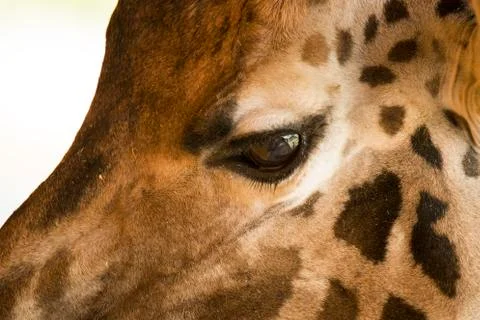 Giraffe's eye closeup Foto stock