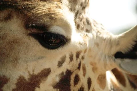 Giraffe's eye Stock Photos