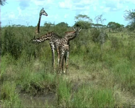 Giraffes feeding Video stock 610327