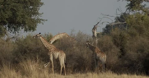 Giraffes feeding in the okavango Stock Footage 304113038