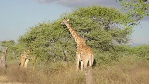 Giraffes Feeding On A Tree Stock Footage 327096104