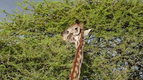 Giraffes Feeding On A Tree Stock Footage 327096107