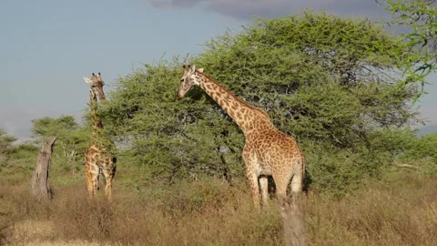 Giraffes Feeding On A Tree Stock Footage 327096111