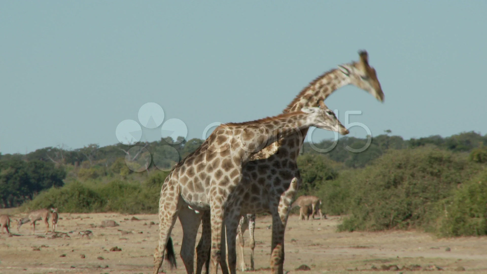 Giraffes fighting, image size:1920x1080