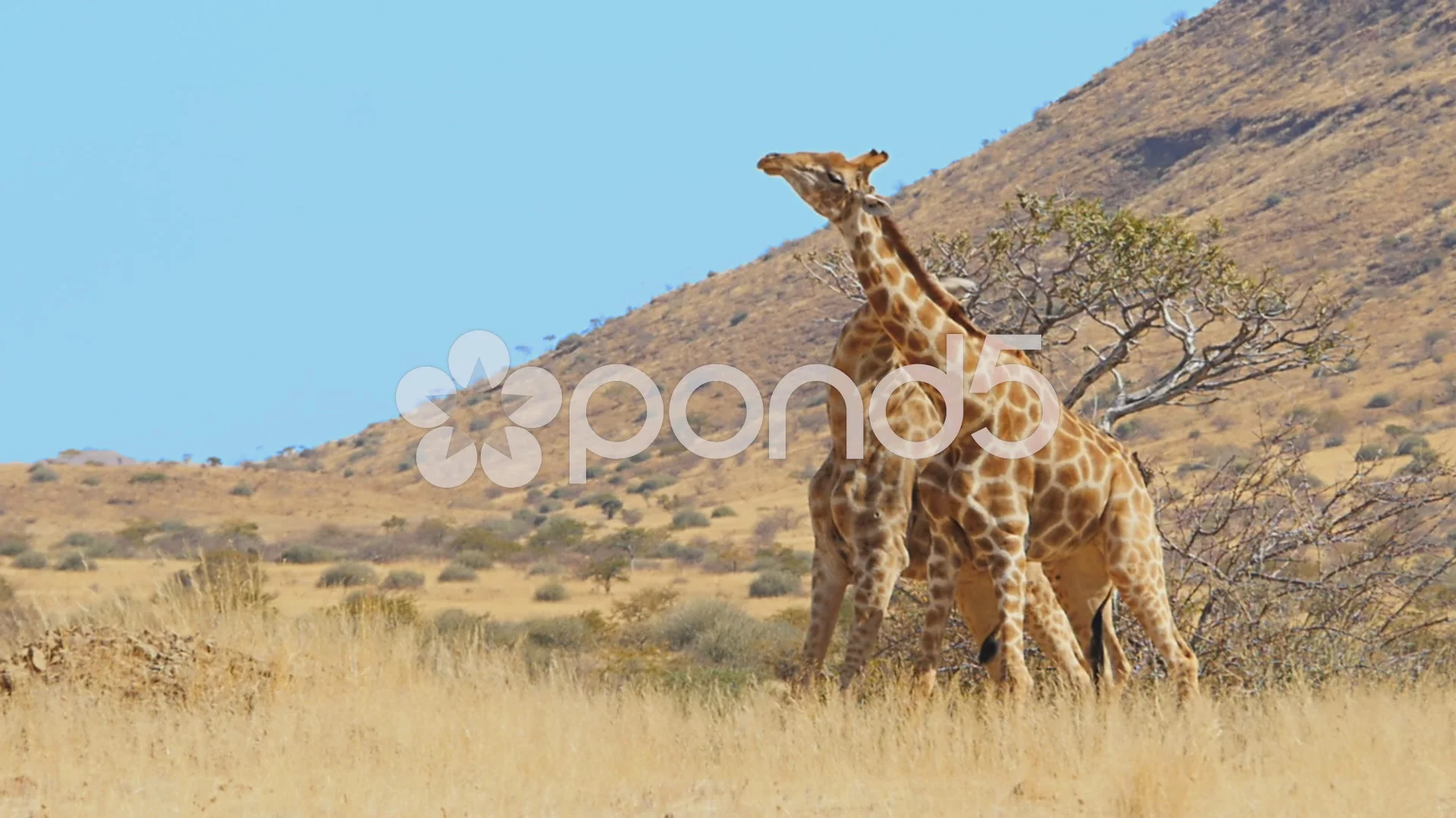 giraffes fighting dancing slow motion, image size:1920x1080