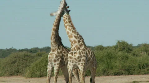 Giraffes fighting  Видео 374818
