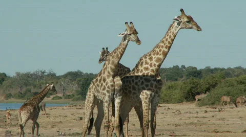 Giraffes fighting 库存影片 374988