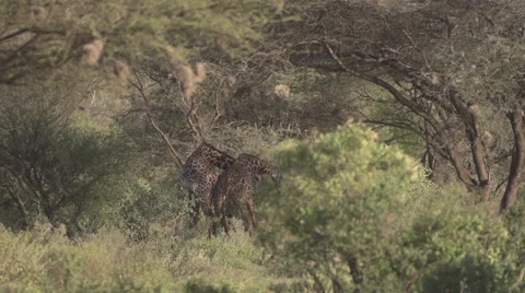 Giraffes fighting  Stock Footage 33529939