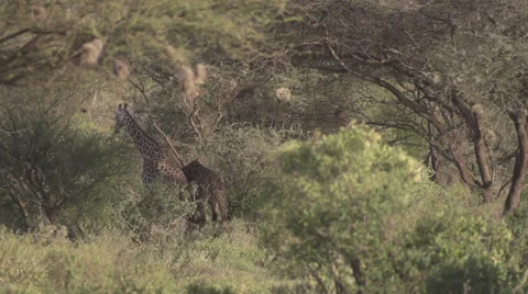 Giraffes fighting  Stock Footage 33529954