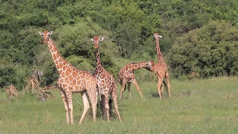 Giraffes fighting Stock Footage 77369912