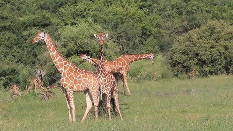 Giraffes fighting Stock Footage 77370033