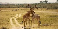 Giraffes Fighting Stock Footage
