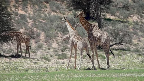 Giraffes Fighting Stock Footage 132761607