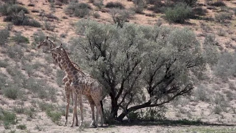 Giraffes Fighting Vídeos de archivo 132764742