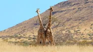 Giraffes Fighting Performing A Ritual Dance Slow Motion Stock Footage