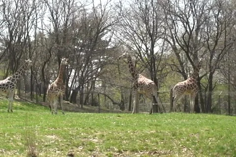 Giraffes 動画素材 340253