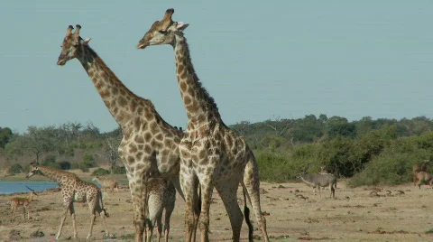 Giraffes Видео 374966
