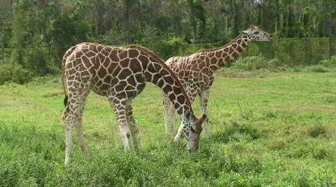 Giraffes Stock Footage 573009