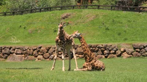 Giraffes 動画素材 11292769