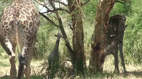 Giraffes Stock Footage 11681564