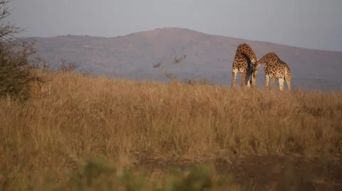 Giraffes Stock Footage 30259142