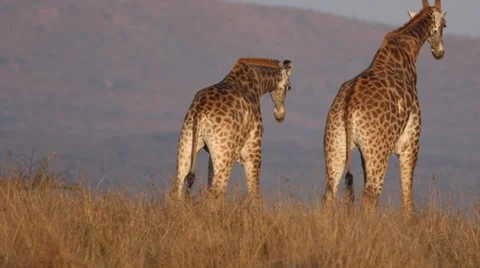 Giraffes Stock Footage 30261413