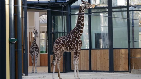 Giraffes Stock Footage 94128631