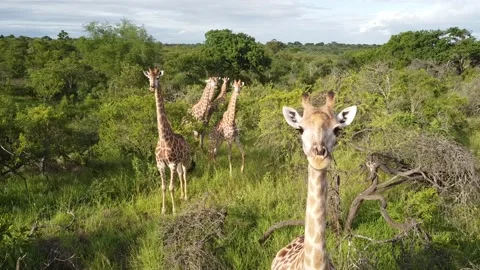 Giraffes Video stock 172163917