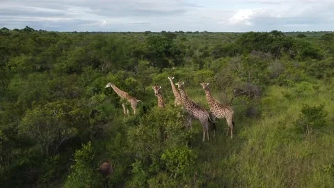 Giraffes Video stock 172163921