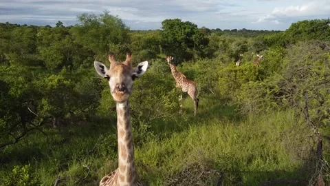 Giraffes Video stock 172163936