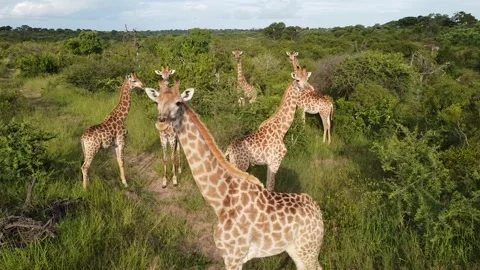 Giraffes Video stock 172164403