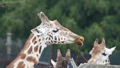 Giraffes Stock Footage 311944485
