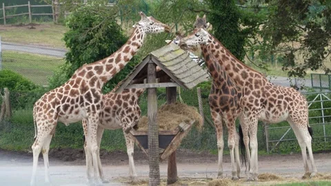 Giraffes Stock Footage 311944490