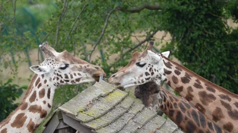 Giraffes Stock Footage 311944492