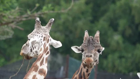 Giraffes Stock Footage 311944493