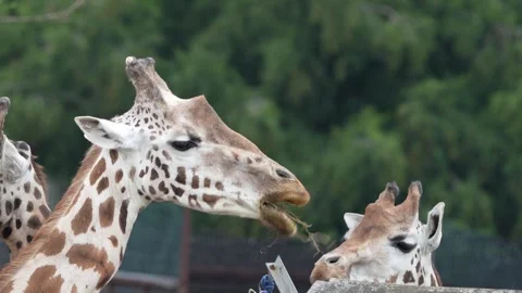 Giraffes Stock Footage 311944509