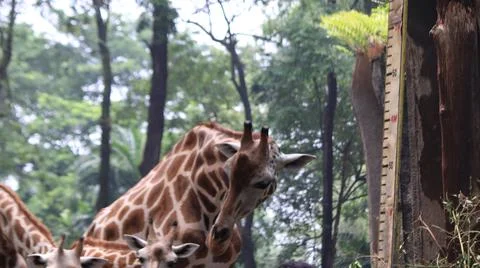 Giraffes in Forest with Height Scale Stock Photos