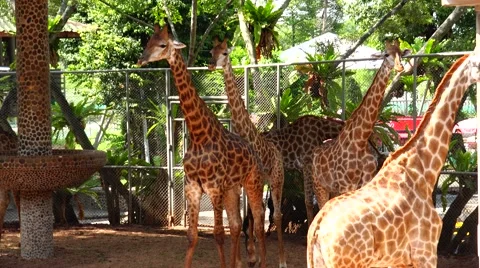 Giraffes in full growth. Stock Footage 48559221