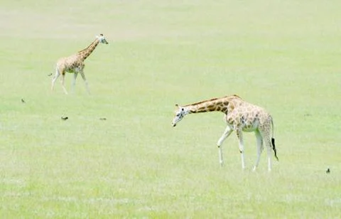 Giraffes on grass Stock Photos