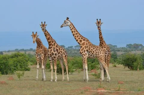 Giraffes group Stockfoto's