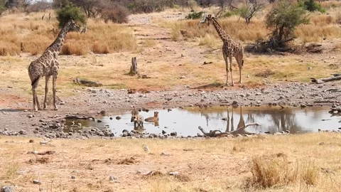 Giraffes have to wait until hyenas have finished their bath Stock Footage 231563761