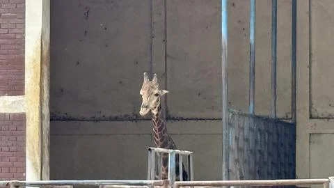 A giraffe's head and upper neck peek over a metal barrier inside its semi-enc Stock Photos
