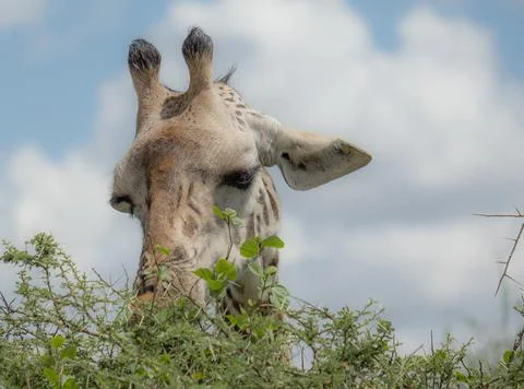 Giraffes head, eating from the tree, zoom photo - Tanzania Stock Photos