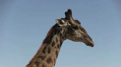 Giraffe's head Stock Footage 12128631