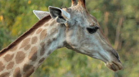 Giraffe's head Stock Footage 46091945