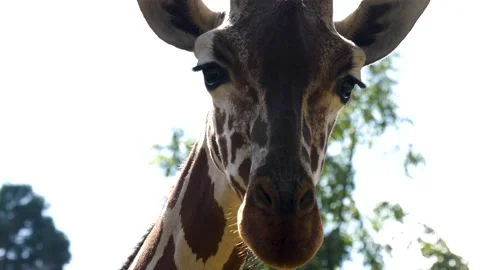 A giraffes head Video stock 224446948